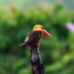 Birdwatching Tour in Langkawi - The Value Proposition