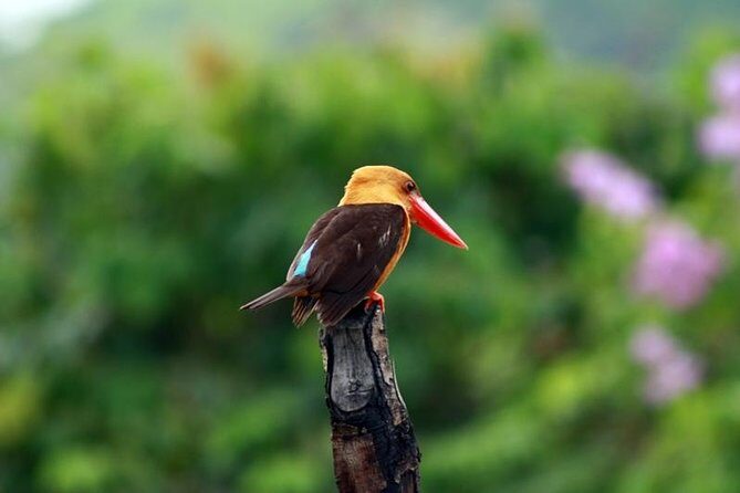Birdwatching Tour in Langkawi - The Value Proposition