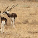 Bishnoi Village Safari - Who Will Love This Tour?