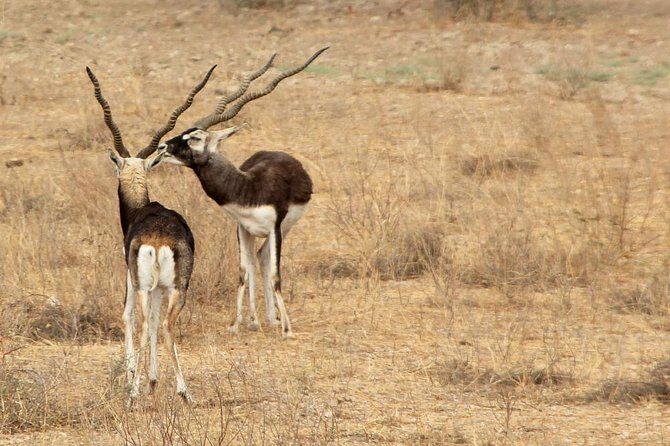 Bishnoi Village Safari - Who Will Love This Tour?