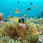 Bloo Lagoon Snorkeling East Bali Includes Transportation & Lunch - Who is This Tour Best For?