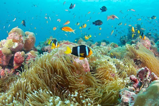 Bloo Lagoon Snorkeling East Bali Includes Transportation & Lunch - Who is This Tour Best For?