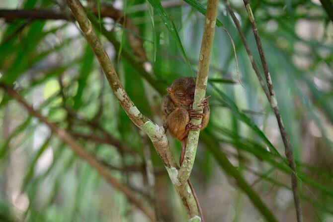 Bohol Chocolate Hills & Tarsiers with roundtrip ferry from Cebu - Authentic Perspectives from Travelers