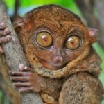 Bohol Countryside Day Tour From Cebu City | Lunch at Loboc River Cruise - What Makes This Tour Valuable?