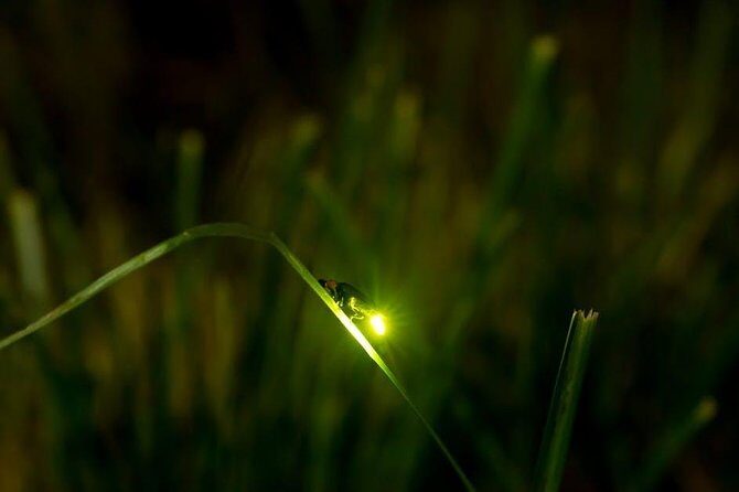 Bohol Firefly Watching (Private) - Who’s This Tour Best For?