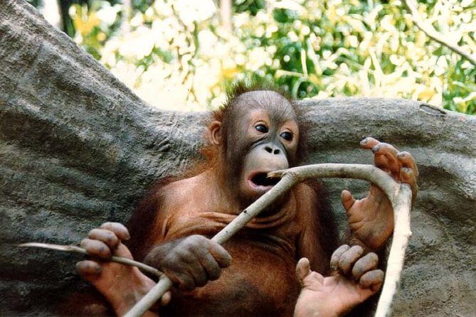 Bornean Sun Bear Conservation Centre & Sepilok Orang Utan Rehab Centre Tour - Final Thoughts