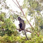 Borneo Kinabatangan River Cruise Day Trip - Authentic Insights from Reviewers