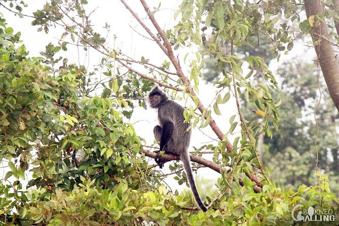 Borneo Kinabatangan River Cruise Day Trip - Authentic Insights from Reviewers