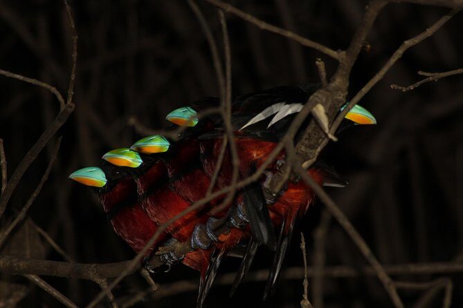 Borneo Wildlife Tour 2 Days 1 Night At Tanjung Bulat Jungle Camp Kinabatangan - Who Should Book This Tour?