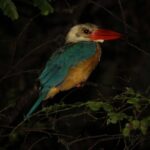 Borneo Wildlife Tour 3 Days 2 Nights At Tanjung Bulat Jungle Camp Kinabatangan - The Verdict: Who is This Tour For?