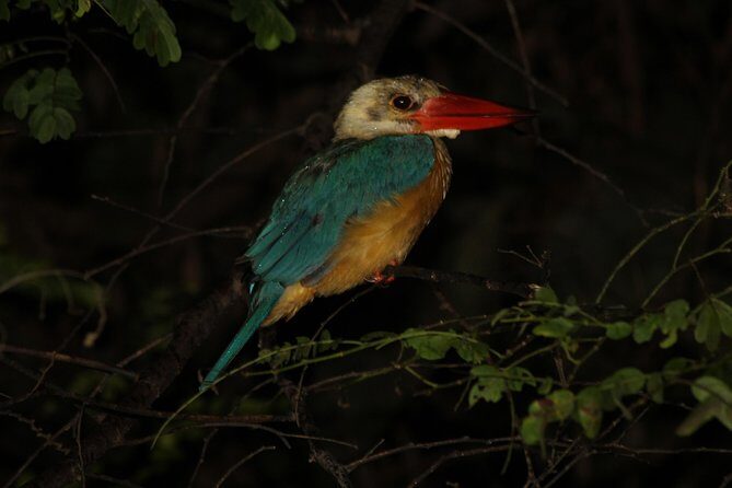 Borneo Wildlife Tour 3 Days 2 Nights At Tanjung Bulat Jungle Camp Kinabatangan - The Verdict: Who is This Tour For?