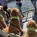 Boston: Scenic Harbor Cruise (Dog-Friendly) - A Closer Look at the Itinerary
