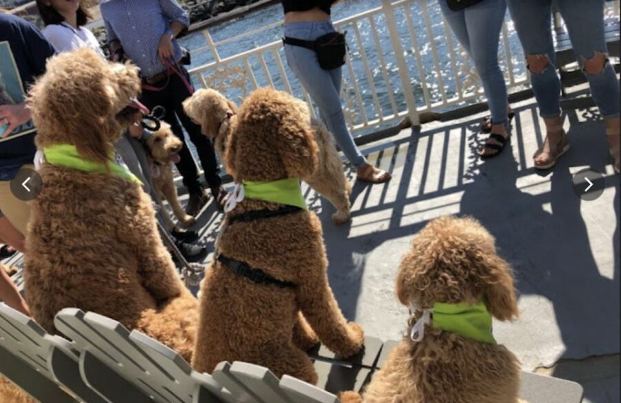 Boston: Scenic Harbor Cruise (Dog-Friendly) - A Closer Look at the Itinerary