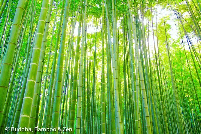Buddha, Bamboo & Zen - Bespoke Kamakura Private Walking Tours - Who Will Love This Tour?