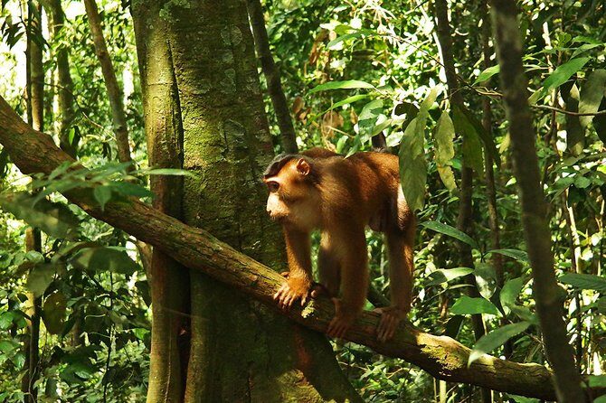 Bukit Lawang Full Day Jungle Trek - Authentic Experiences from Reviewers
