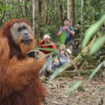 Bukit lawang tour 3days-2 night jungle trekking including rafting - The Logistics: What You Need to Know
