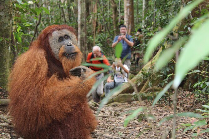 Bukit lawang tour 3days-2 night jungle trekking including rafting - The Logistics: What You Need to Know