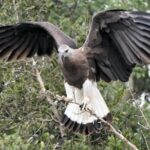 Bundala Birding Paradise - All Inclusive Tour - The Sum Up