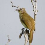 Bundala National Park Safari (PRIVATE TOURS)- Morning & Afternoon - What to Expect During Your Safari