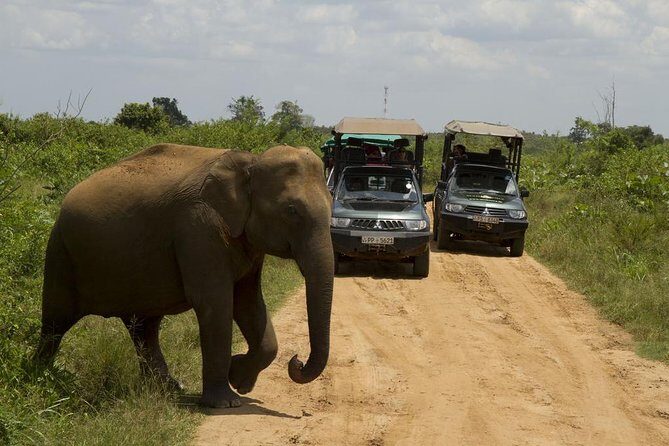 Bundala National Park Safari - What’s Unique About This Safari?