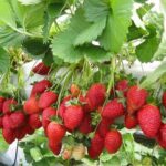 Cameron Highland Day Tour From Kuala Lumpur With Lunch Local food - Stop 3: Big Red Strawberry Farm — A Family-Friendly Favorite