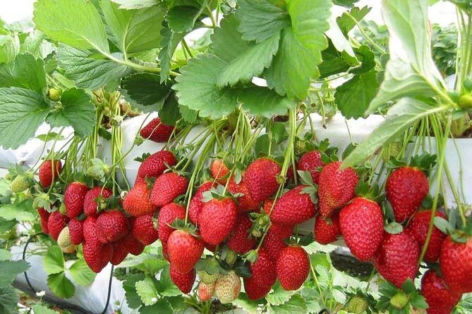 Cameron Highland Day Tour From Kuala Lumpur With Lunch Local food - Stop 3: Big Red Strawberry Farm — A Family-Friendly Favorite