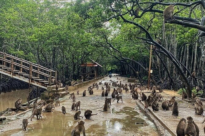 Can Gio Mangrove Forest Island Private Tour From Ho Chi Minh City - Is This Tour Worth the Cost?