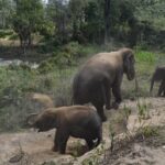 Care Pride Elephants: Full-Day Tour Experience - Who Should Consider This Tour?