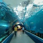 Cebu Ocean Park - Authentic Experiences from Other Travelers