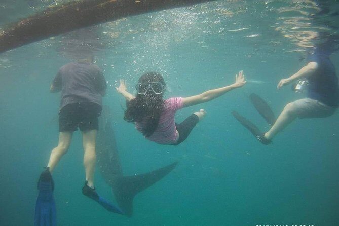 Cebu Oslob Whale Sharks and Sumilon Island Kawasan Falls Canyoneering - Practical Details and Tips