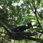 Cebu Safari and Adventure Park - A Detailed Look at the Cebu Safari African Savannah Tour