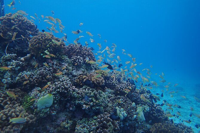 Cebu: Scuba Diving Experience beach entry in Mactan - The Value of This Experience