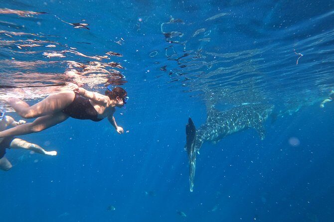 Cebu Whaleshark Tour - Practical Tips for Travelers