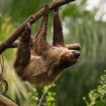 Central Park Zoo Skip-the-line Tickets & Private Transfers - FAQ