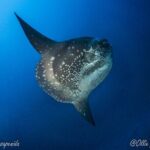 Certified Scuba Dive with Manta Rays (Open Water Diver minimum) - What the Experience Entails