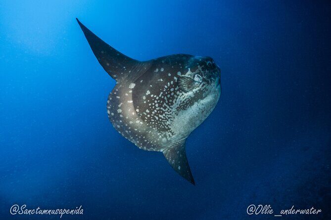 Certified Scuba Dive with Manta Rays (Open Water Diver minimum) - What the Experience Entails