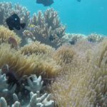 Cham Islands Snorkeling Tour by SpeedBoat from Da Nang - Who Is This Tour Best For?