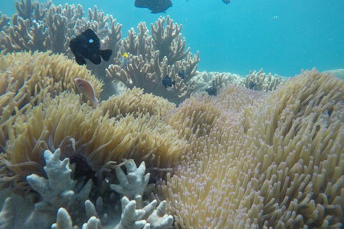 Cham Islands Snorkeling Tour by SpeedBoat from Da Nang - Who Is This Tour Best For?