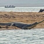 Chambal River Safari - Why This Experience Is Worth It