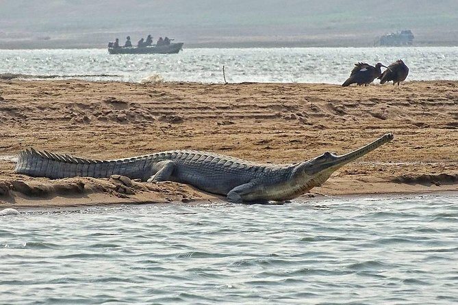 Chambal River Safari - Why This Experience Is Worth It