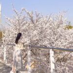 Chasing Cherry Blossom & Spring Flowers Day Tour from Seoul - Key Points
