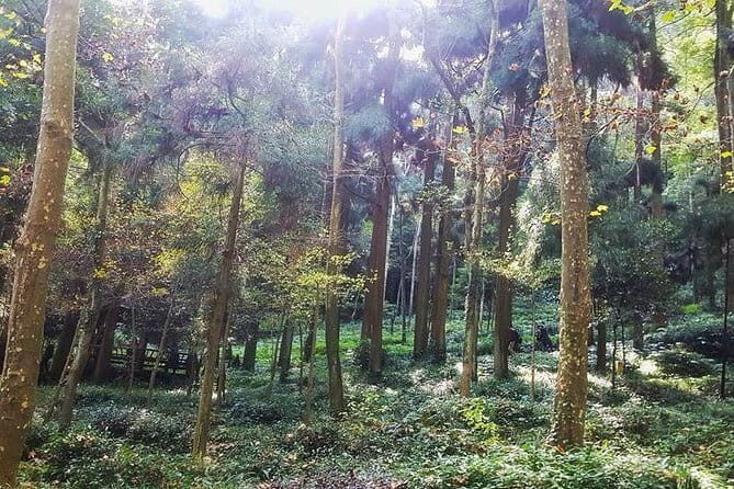 Chengdu Dujiangyan Leshan Buddha Tea Plantation and Sichuan Cooking 3 Days - Reviews and Insider Insights