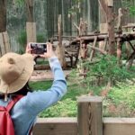 Chengdu Giant Panda Breeding Research Base Ticket - Final Thoughts