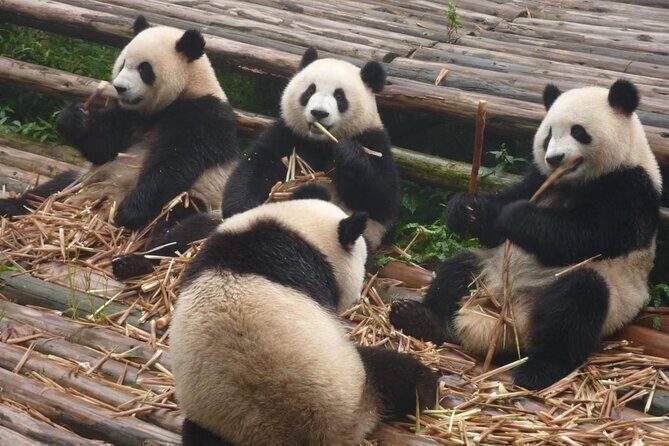 Chengdu Panda Research Base Tickets And Optional Private Tour - Who Should Consider This Tour?
