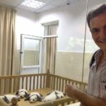 Chengdu Private Sightseeing Tour with Panda Breeding Center Visit - Authenticity, Value, and Who This Is For