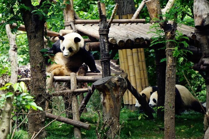 Chengdu Research Base of Giant Panda Breeding Ticket pre-booking - Who Will Love This Tour?