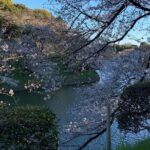 Cherry blossom tour in Tokyo - Practical Aspects and Value