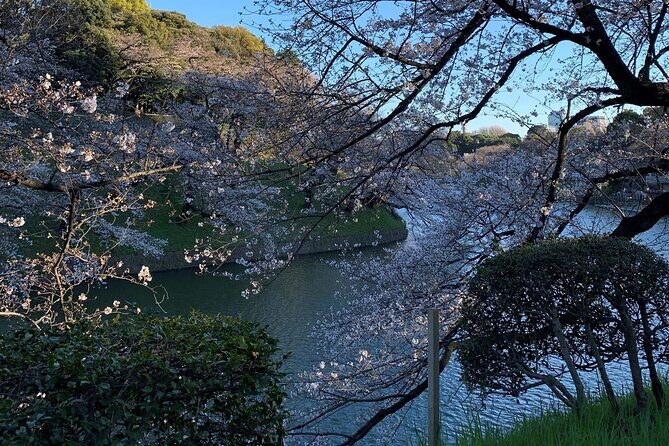 Cherry blossom tour in Tokyo - Practical Aspects and Value
