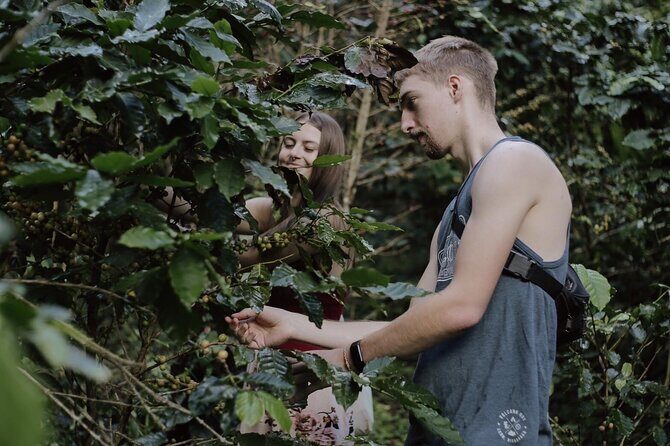 Chiangmai Coffee Farm Tour - What Reviewers Love Most