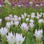 Chiangmai Grand Canyon and Royal Flora Rajapruk - The Floral Wonder at Royal Flora Rajapruk